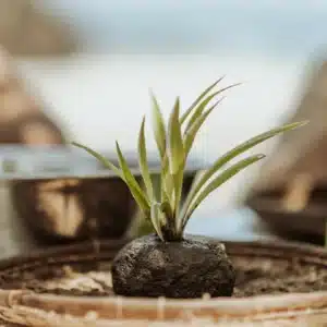 Make & Chill atelier kokedama et brunch